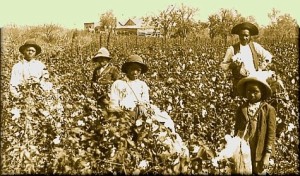 CottonPlantation_2.16.16